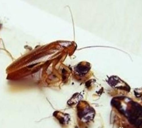 怎么能把家里的蟑螂除掉