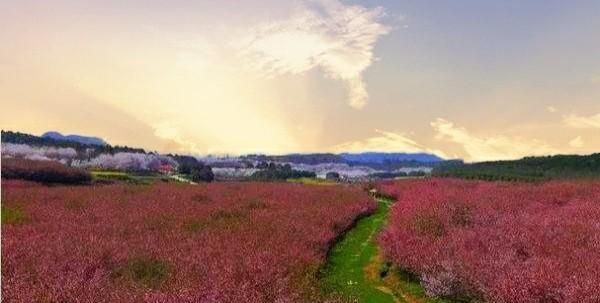 贵州万亩樱花在什么地方，贵州平坝万亩樱花什么时候开？图7