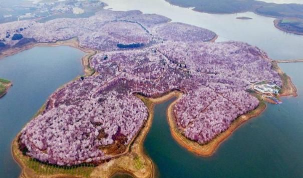 贵州万亩樱花在什么地方，贵州平坝万亩樱花什么时候开？图4