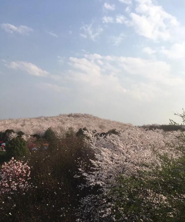 贵州万亩樱花在什么地方，贵州平坝万亩樱花什么时候开？图11