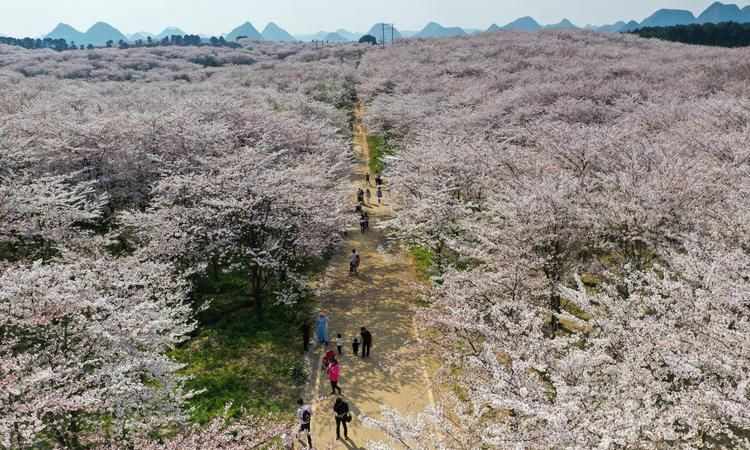 贵安樱花什么时候开