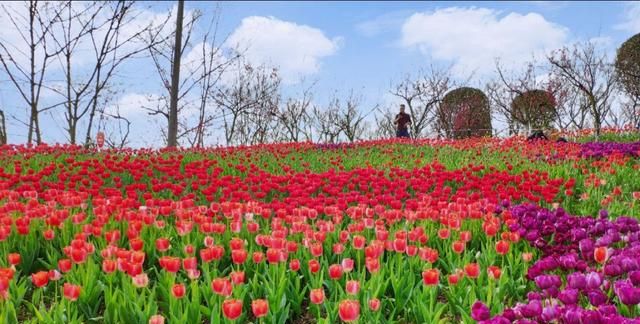 贵州万亩樱花在什么地方，贵州平坝万亩樱花什么时候开？图9