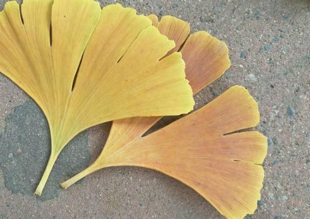 银杏树的叶子像什么三年级