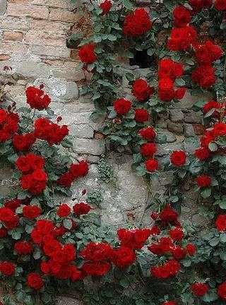 野蔷薇花语忏悔：谁知道野蔷薇的花语是什么