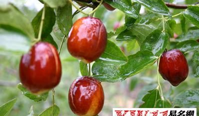 送枣给人是什么意思