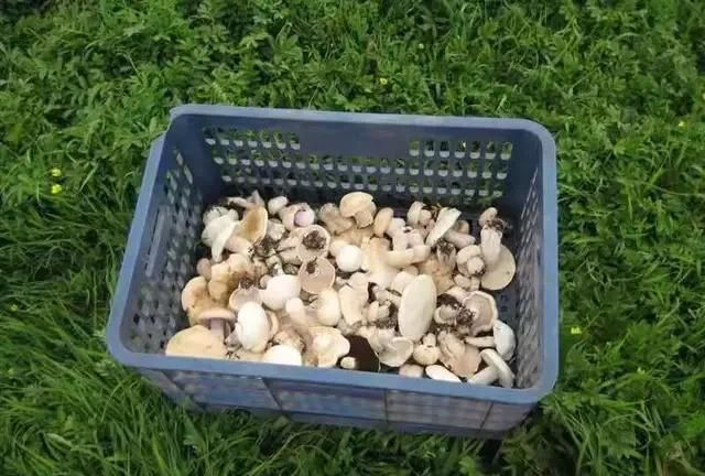 武川县美食，武川凉拌莜面做法？图5