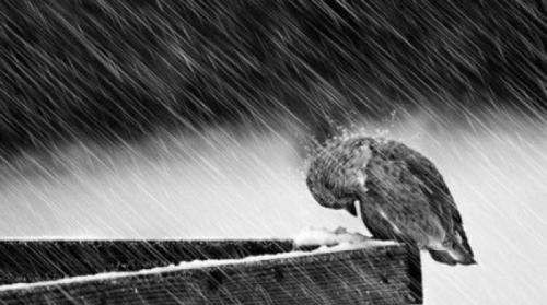 雨水可以喝,雨水可以喝吗图2