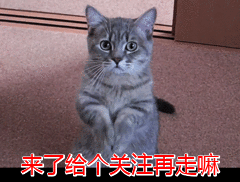十种最好养的狗狗排名(有机会一定要养这6种狗狗)(7)