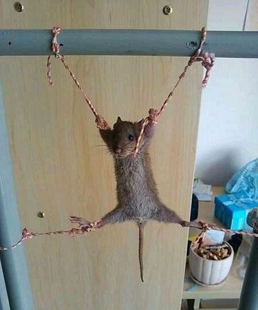 寝室床上有老鼠屎怎么办