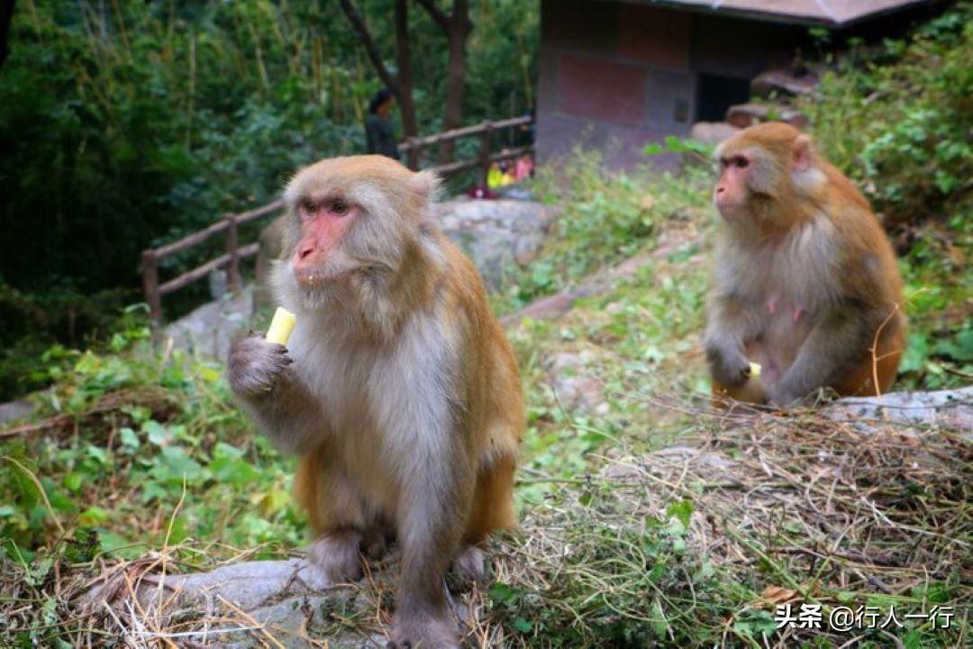 河南风景旅游景点排行前十名（河南风景区排名前十名）