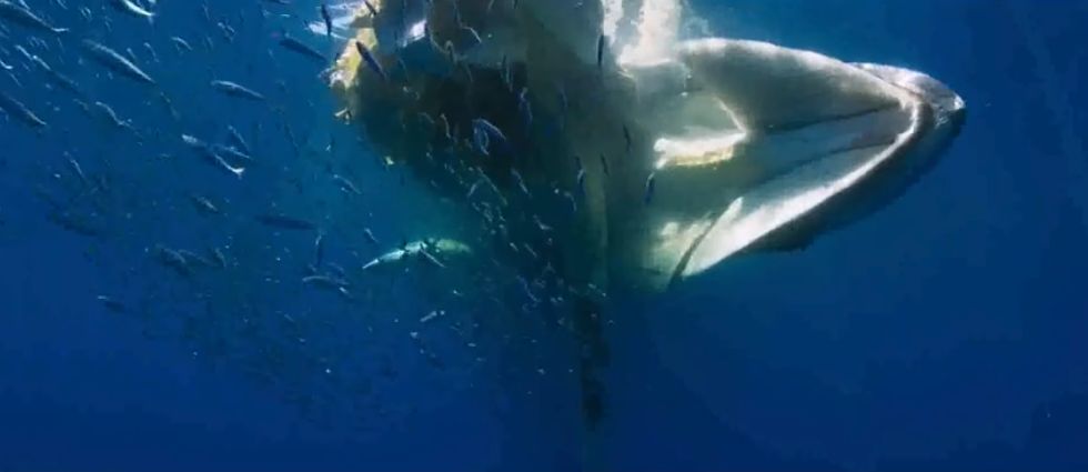 鲸落万物生,鲸生万物落什么意思（鲸落是什么意思）