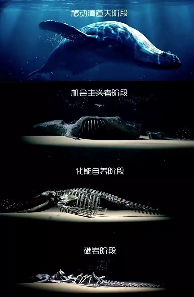 鲸落万物生,鲸生万物落什么意思（鲸落是什么意思）