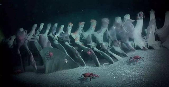 鲸落万物生,鲸生万物落什么意思（鲸落是什么意思）