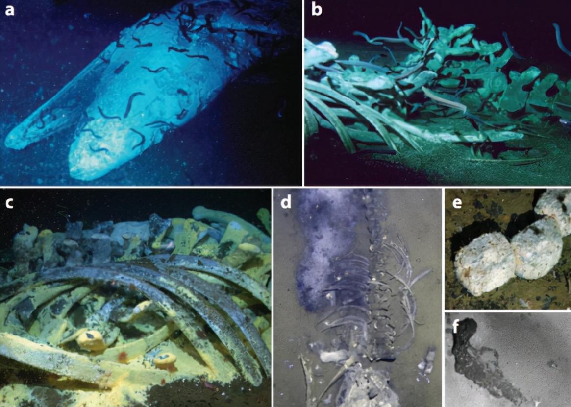 鲸落万物生,鲸生万物落什么意思（鲸落是什么意思）
