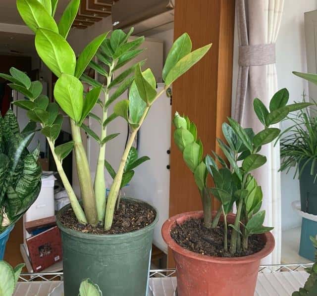 室内放哪种盆栽好（客厅放什么植物好风水又好养）