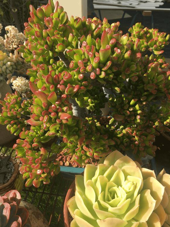 室内放哪种盆栽好（客厅放什么植物好风水又好养）