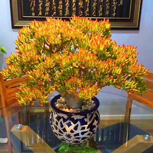 室内放哪种盆栽好（客厅放什么植物好风水又好养）