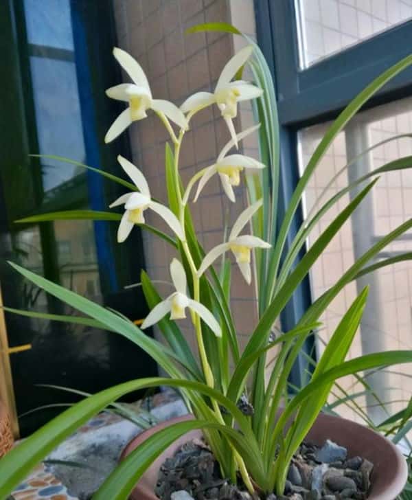 室内放哪种盆栽好（客厅放什么植物好风水又好养）