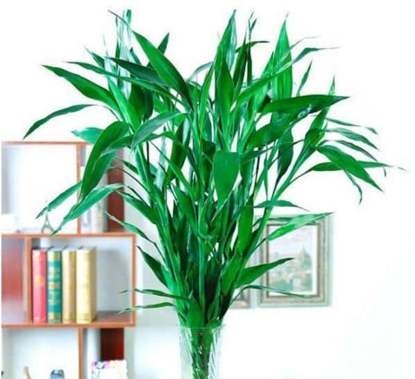 室内放哪种盆栽好（客厅放什么植物好风水又好养）