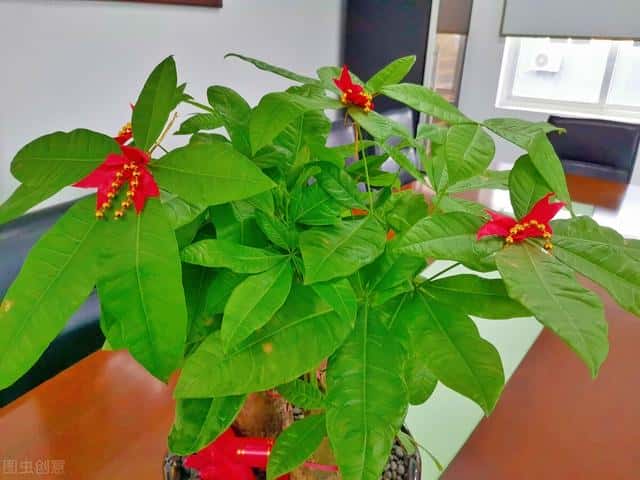 室内放哪种盆栽好（客厅放什么植物好风水又好养）