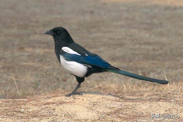 鸟撞窗户什么意思(鸟撞窗户的民间说法是什么)