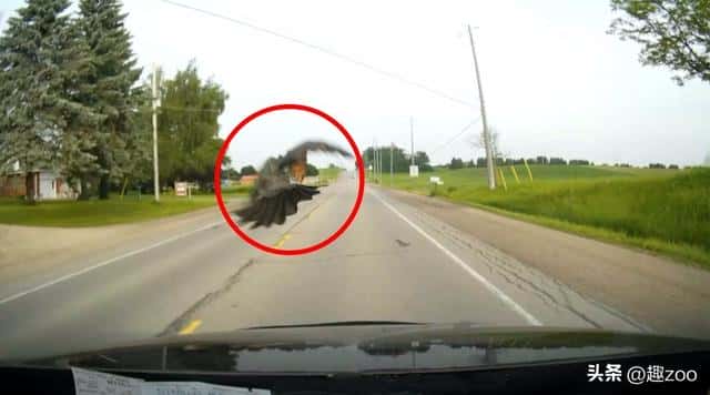 鸟撞窗户什么意思(鸟撞窗户的民间说法是什么)