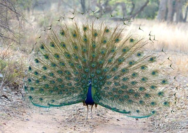 鸟撞窗户什么意思(鸟撞窗户的民间说法是什么)