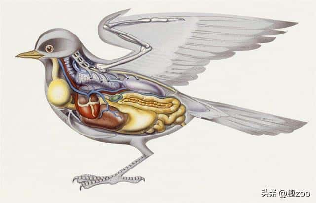 鸟撞窗户什么意思(鸟撞窗户的民间说法是什么)