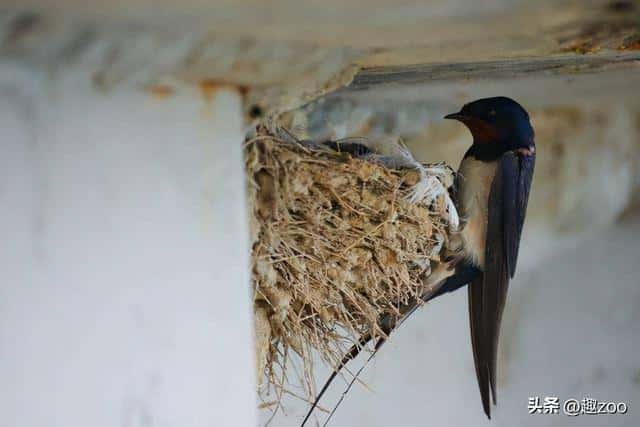 鸟撞窗户什么意思(鸟撞窗户的民间说法是什么)