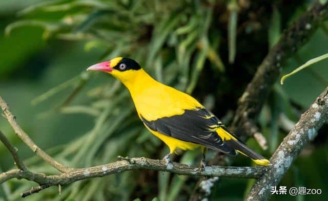 鸟撞窗户什么意思(鸟撞窗户的民间说法是什么)