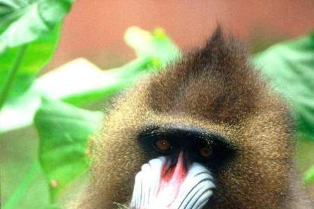 山魈与狒狒战斗力