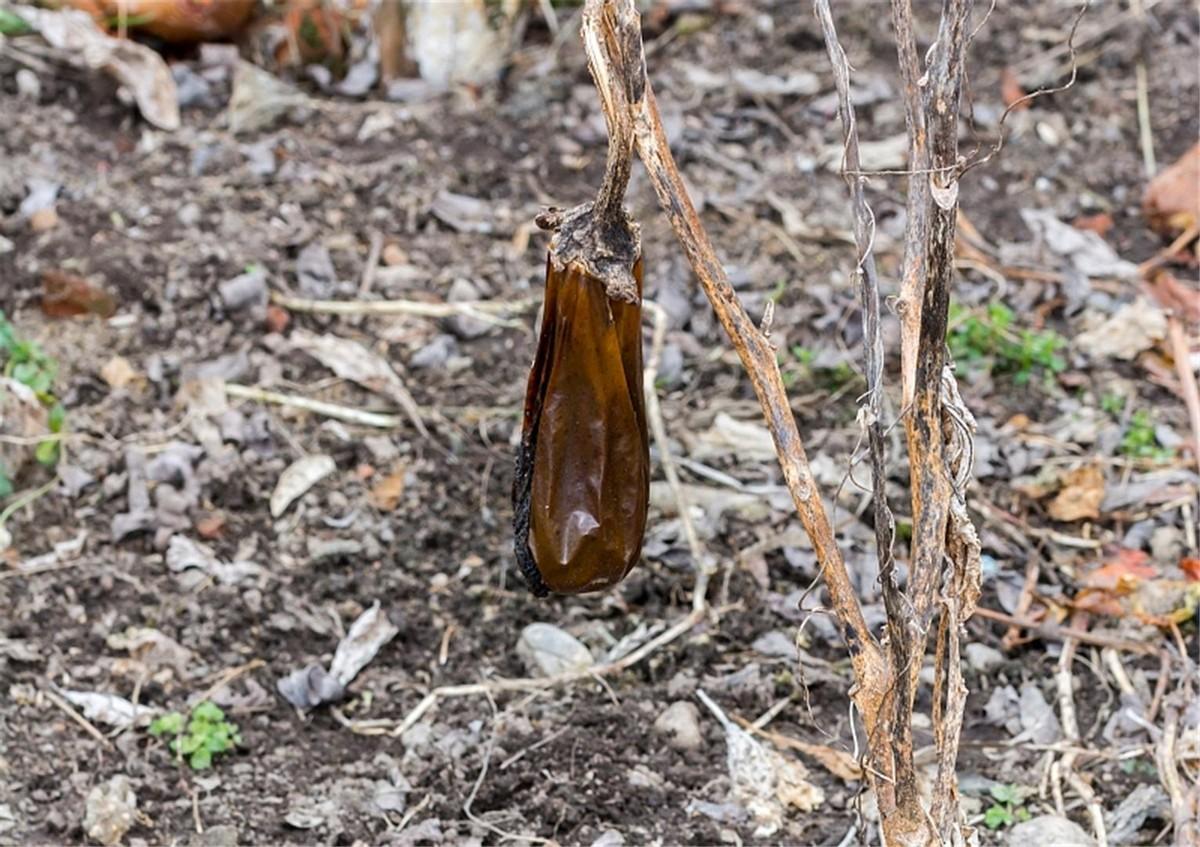 你知道七星瓢虫是益虫还是害虫（七星瓢虫是益虫还是害虫）