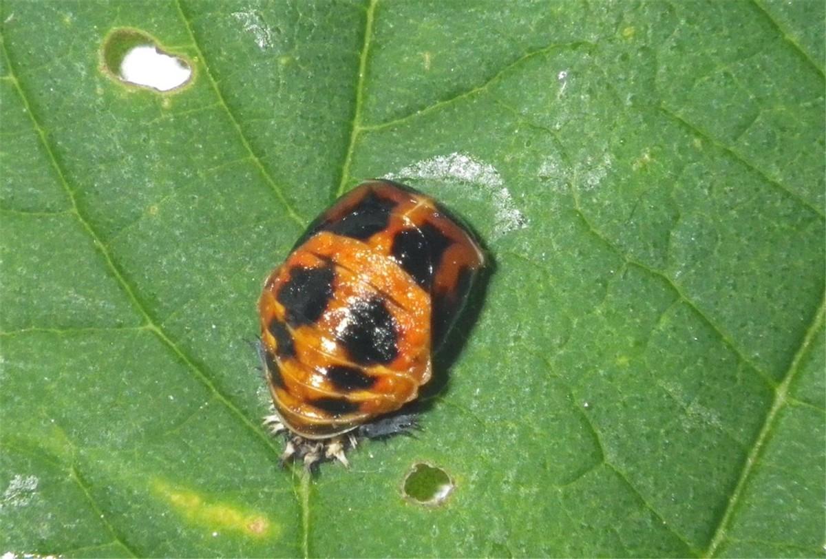 你知道七星瓢虫是益虫还是害虫（七星瓢虫是益虫还是害虫）