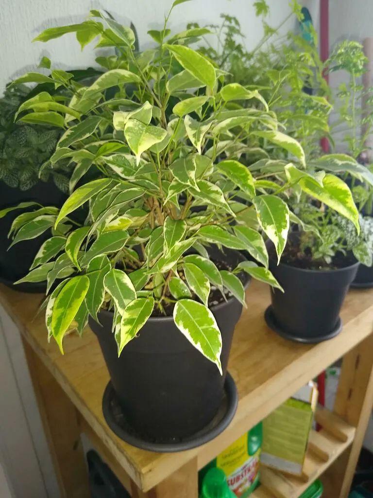 室内适合养的植物排名前十种（室内绿植推荐介绍）