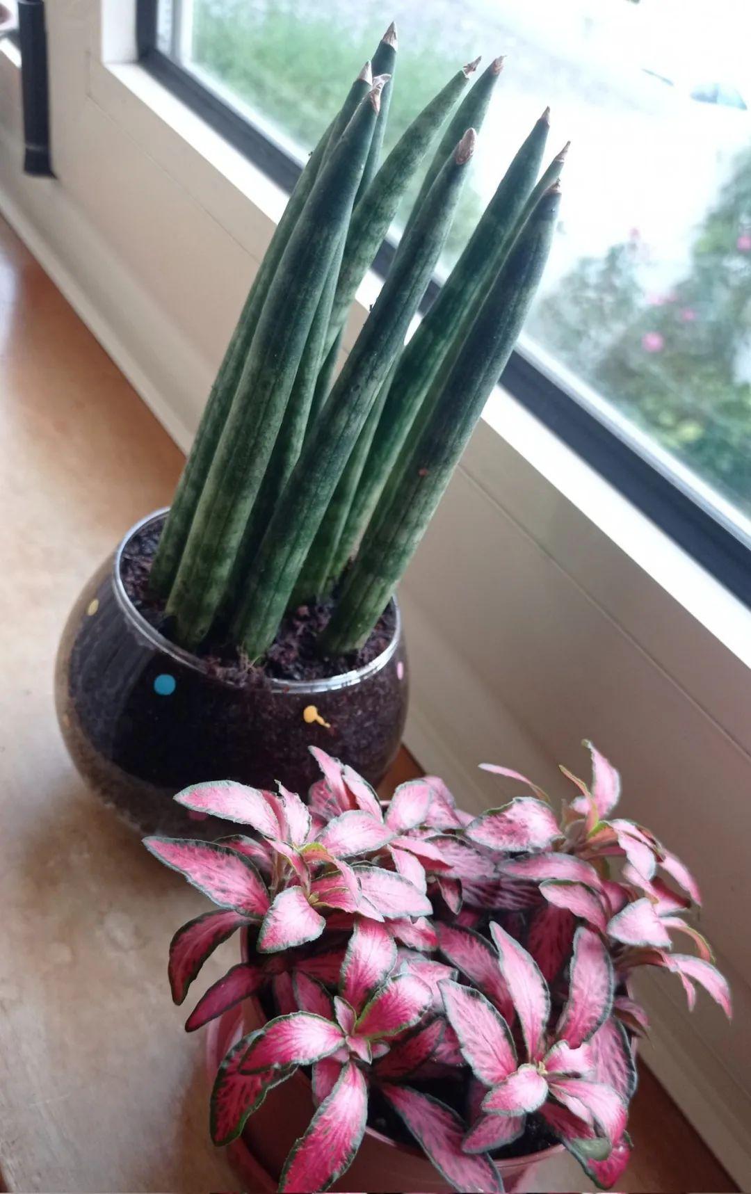 室内适合养的植物排名前十种（室内绿植推荐介绍）