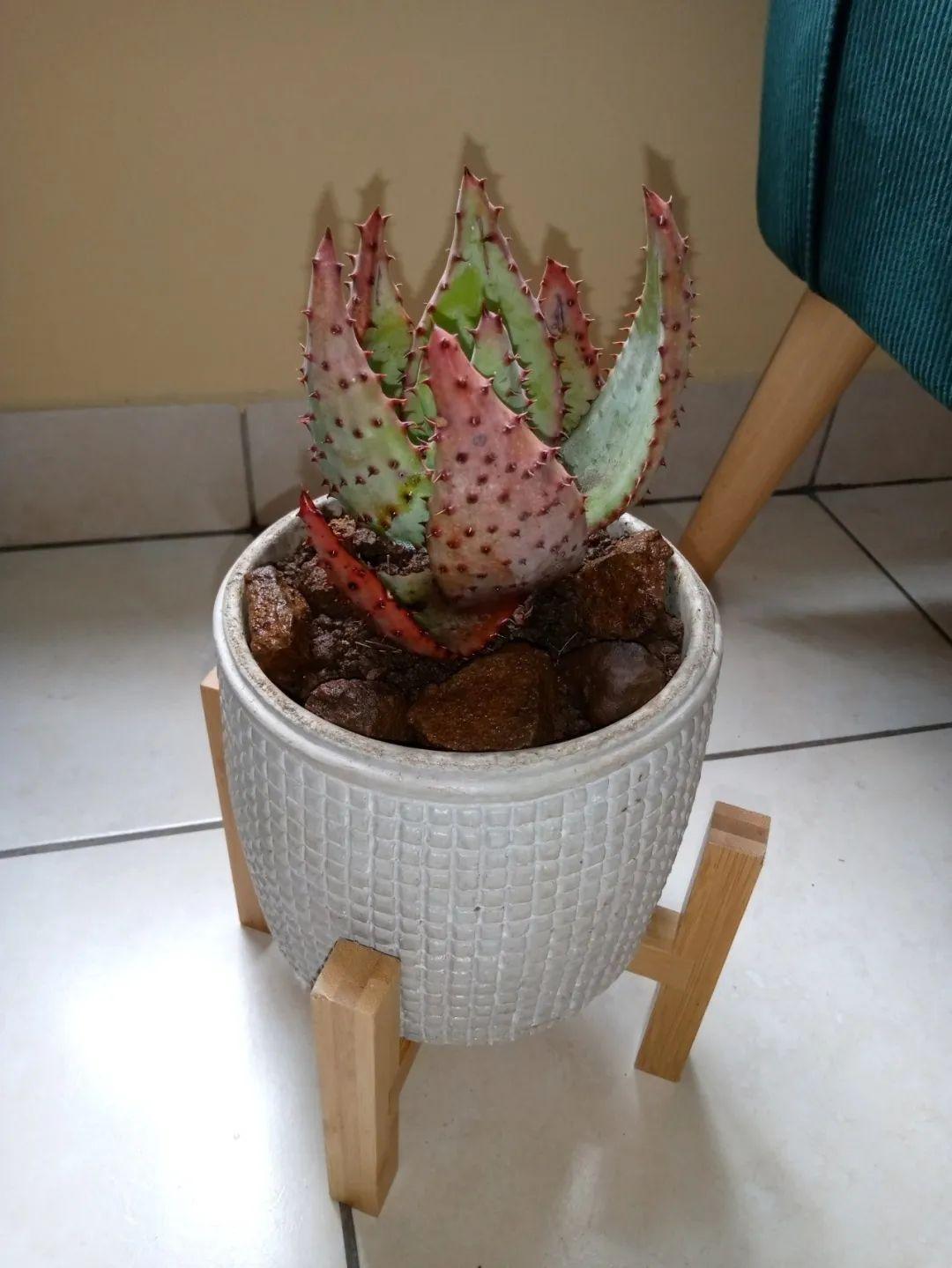 室内适合养的植物排名前十种（室内绿植推荐介绍）