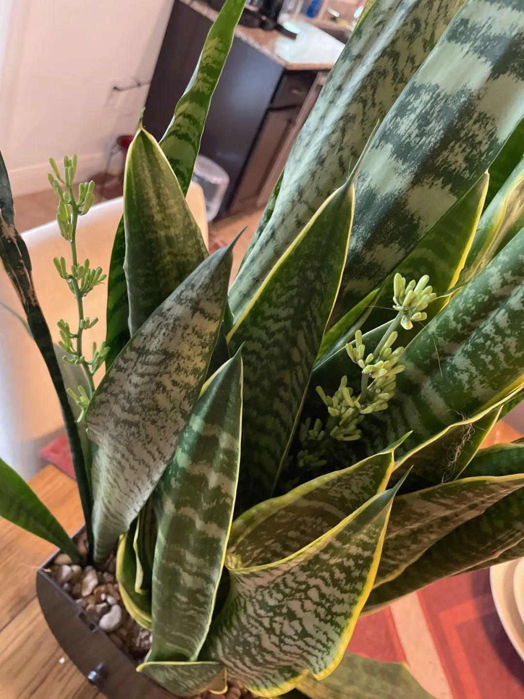 室内适合养的植物排名前十种（室内绿植推荐介绍）