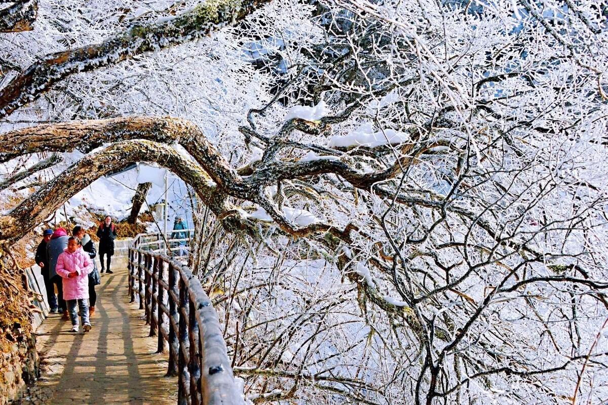 龙头山在汉中的哪个县（龙头山景区在什么地方）