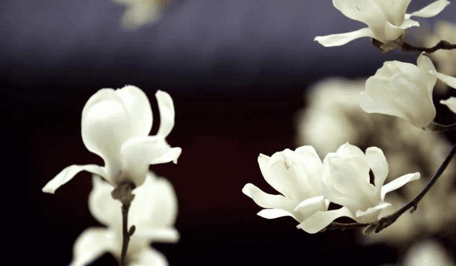 关于赞美玉兰花的诗词及优美句子(赞美玉兰花的经典诗句)