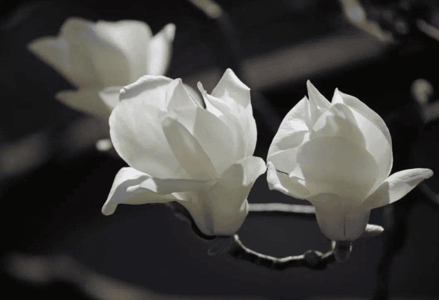 关于赞美玉兰花的诗词及优美句子(赞美玉兰花的经典诗句)