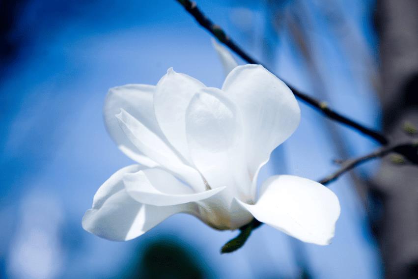 关于赞美玉兰花的诗词及优美句子(赞美玉兰花的经典诗句)