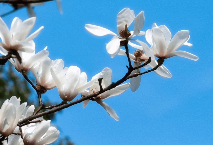 关于赞美玉兰花的诗词及优美句子(赞美玉兰花的经典诗句)