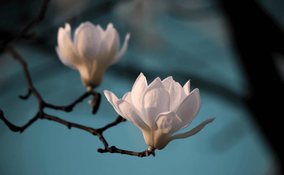 关于赞美玉兰花的诗词及优美句子(赞美玉兰花的经典诗句)