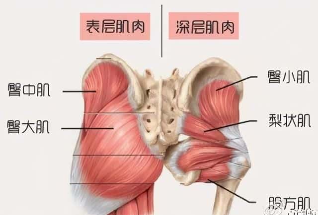 臀桥能每天做吗（臀桥每天做几个有效果）