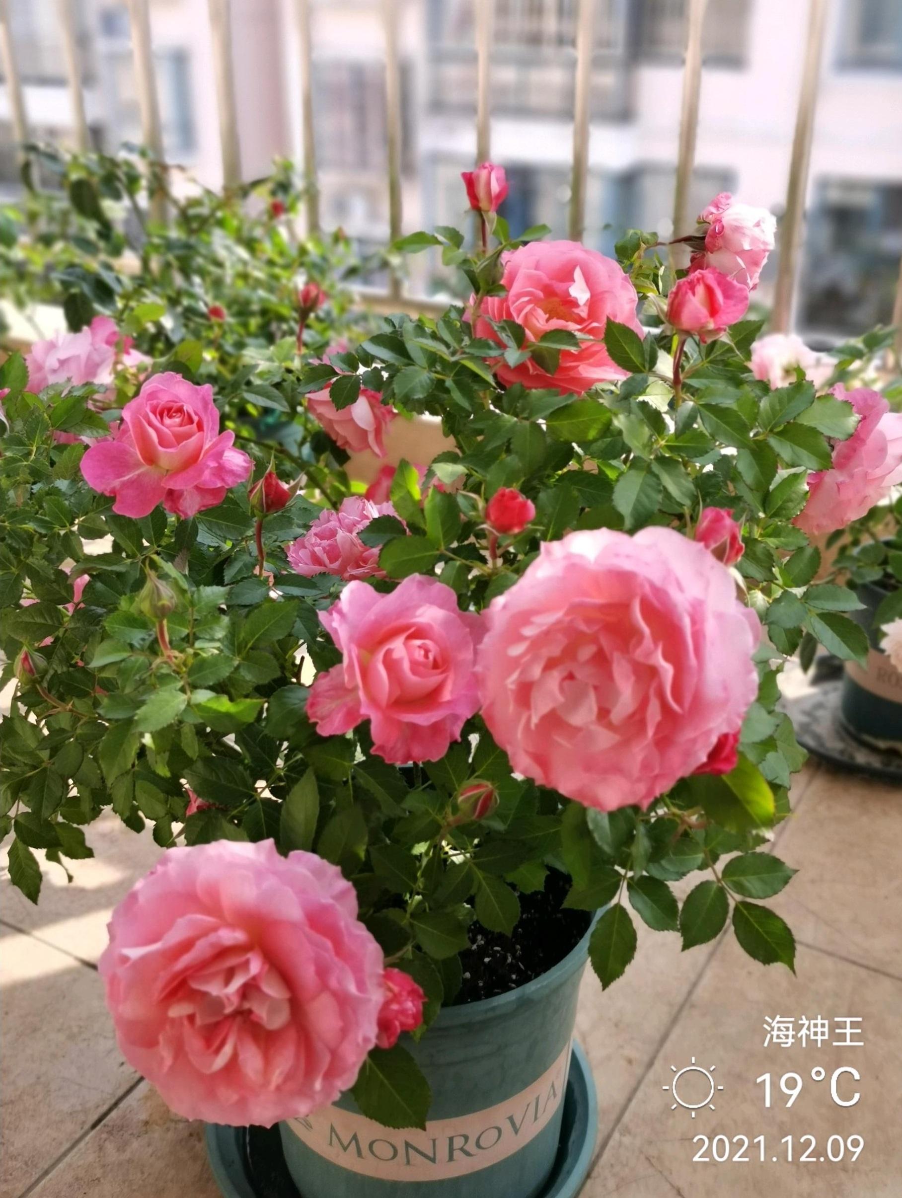 海神王是微型月季吗（海神王月季的优缺点介绍）