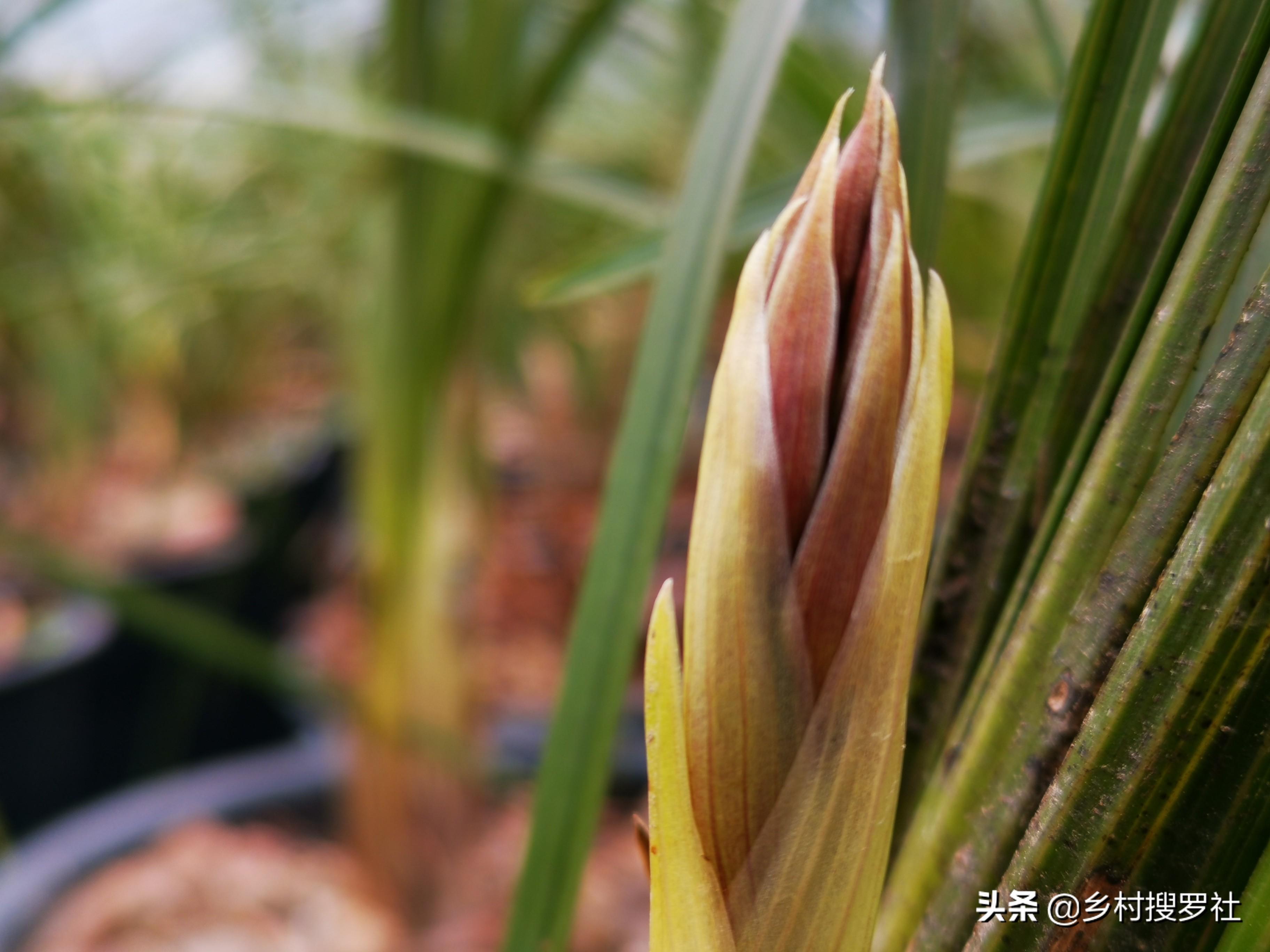 兰花很香,能不能放室内-(兰花可以放在卧室吗)