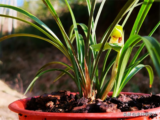 兰花很香,能不能放室内-(兰花可以放在卧室吗)