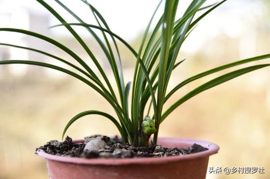 兰花很香,能不能放室内-(兰花可以放在卧室吗)