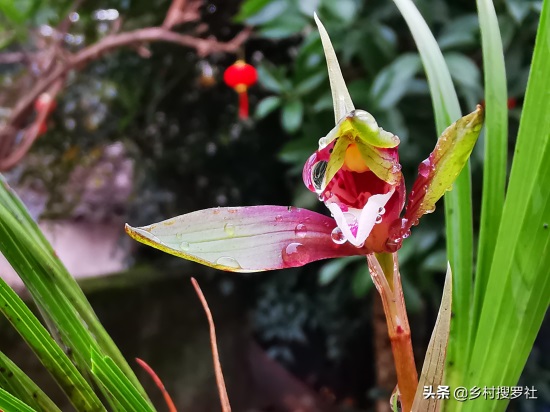 兰花很香,能不能放室内-(兰花可以放在卧室吗)