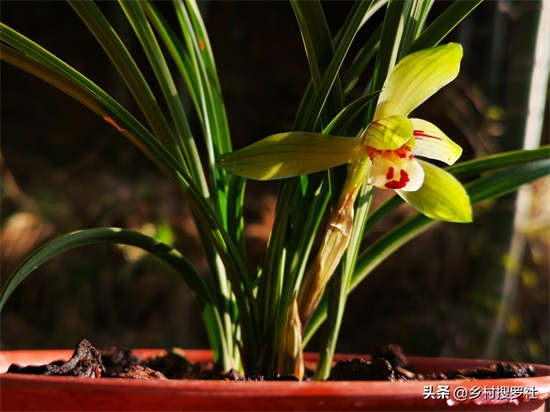 兰花很香,能不能放室内-(兰花可以放在卧室吗)